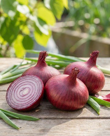 Semillas de cebolla Noordhollandse Bloedrode (Allium cepa) – semillas de hortaliza anual de SeedsChoice