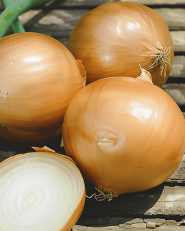 Sementes de cebola Hyskin F1 Allium cepa variedade híbrida anual