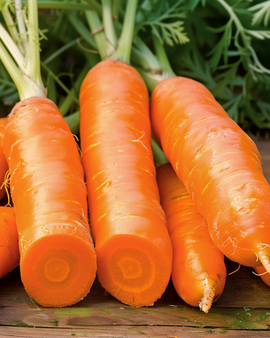 Winter Carrot Berlikum 2 Storage Seeds Daucus Carota Annual