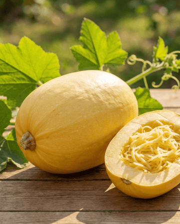 Calabaza espagueti (Cucurbita pepo) – semillas de hortaliza anual de SeedsChoice