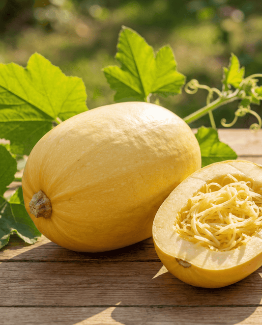 Calabaza espagueti (Cucurbita pepo) – semillas de hortaliza anual de SeedsChoice