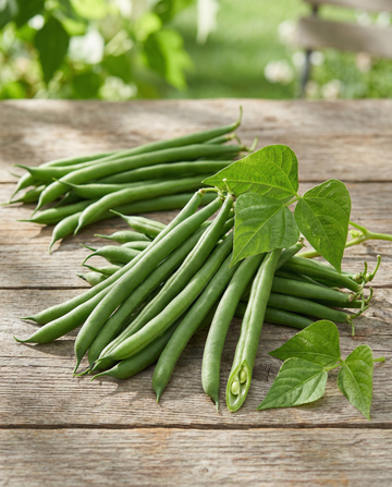 Judía enana Domino 25g (Phaseolus vulgaris) – semillas de hortaliza anual de SeedsChoice