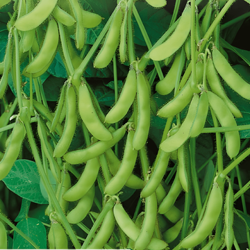 Semillas de Edamame Soybean Green Shell (Glycine max) – verdura anual