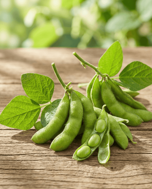 Sementes de feijão edamame (Glycine max) – sementes de vegetais anuais da SeedsChoice