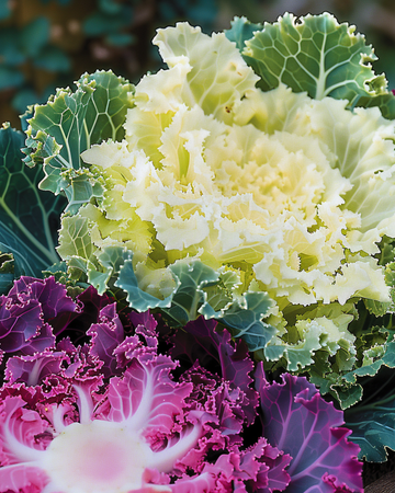 Sementes de Couve Ornamental Mistura de Folhas Recortadas (Brassica oleracea) – hortícola anual