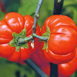 Sementes de Pumpkin On A Stick Solanum Aethiopicum Anual