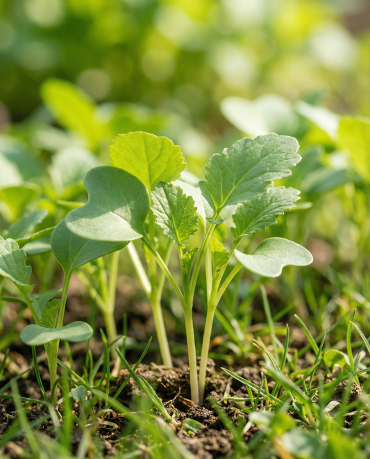 Mostarda para germinar 250g (Sinapis alba) – sementes biológicas para germinação da SeedsChoice