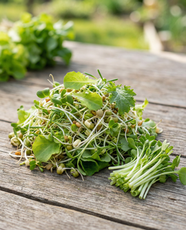 Semillas de mezcla para ensalada orgánica Lactuca sativa germinados 250 g