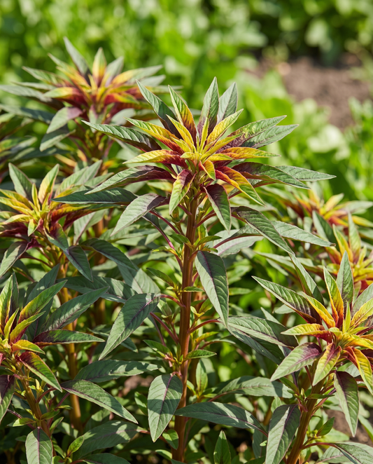40 cm (Amaranthus tricolor) – semillas anuales de SeedsChoice