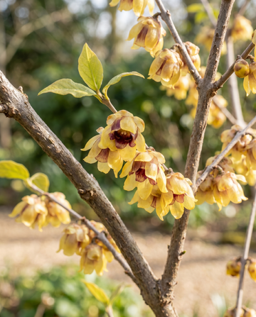Chimonanto de floración invernal (Chimonanthus praecox) – semillas de flor de SeedsChoice