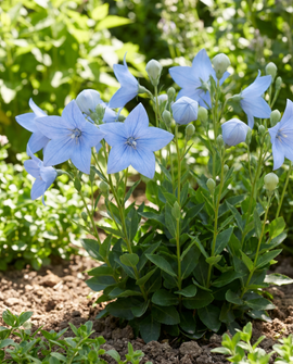 Sementes de Platycodon Grandiflorus Flor-Balão Perene
