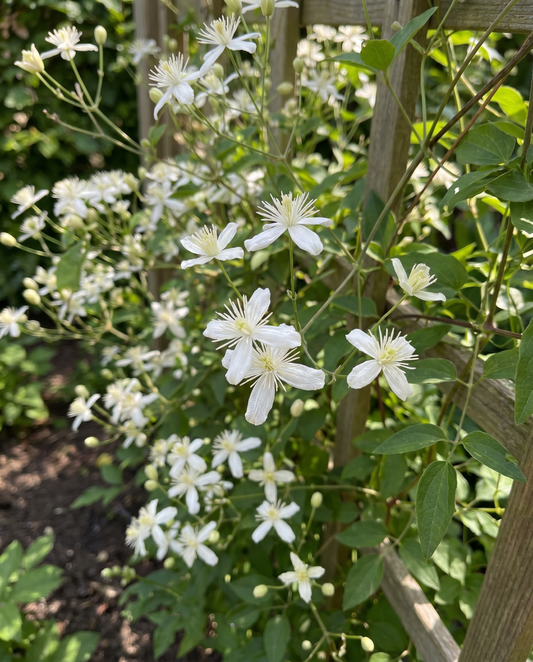 Trepadora silvestre (Clematis vitalba) – semillas de trepadora perenne de SeedsChoice