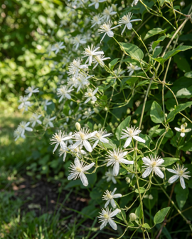 Sementes de Clematis Vitalba Clematis Vitalba Trepadeira Perene