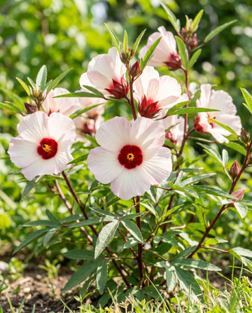 Sementes de rosela (Hibiscus sabdariffa) – flor anual
