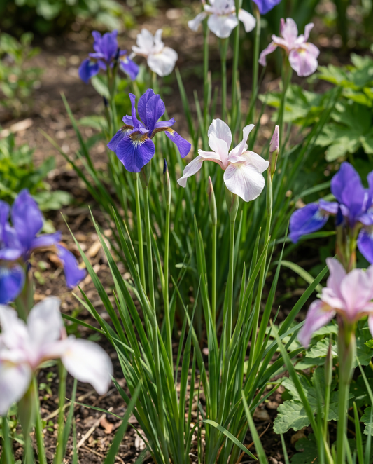 Siberian Mix (Iris sibirica) – sementes de flor perene da SeedsChoice