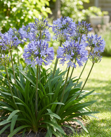 Lirio africano (Agapanthus umbellatus) – semillas de flor perenne de SeedsChoice