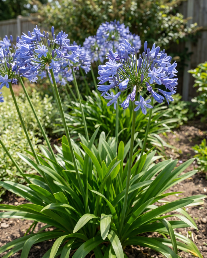 Sementes de agapanto (Agapanthus umbellatus) – flor perene
