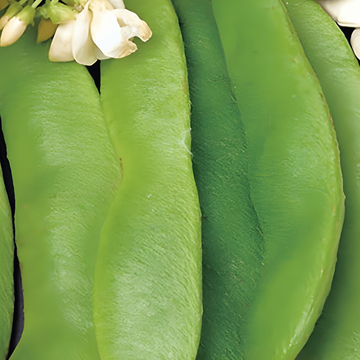 Sementes de feijão-escarlate Large Seeded 100g (Phaseolus coccineus) – vegetal anual