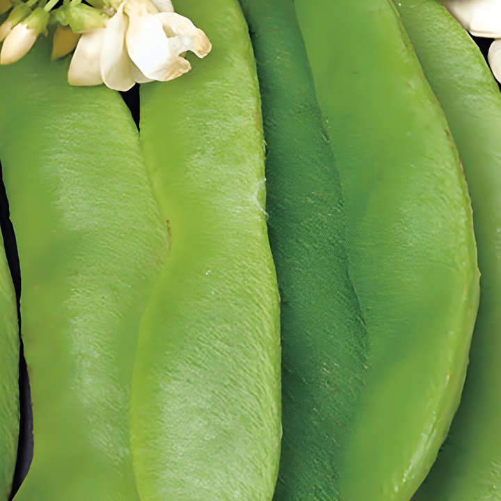Sementes de feijão-escarlate Large Seeded 100g (Phaseolus coccineus) – vegetal anual