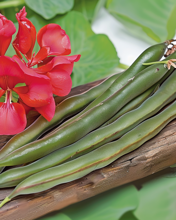 Sementes de feijão-verde trepador Streamline 100g (Phaseolus coccineus) – hortícola anual