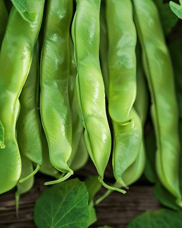 Sementes de feijão-verde trepador Helda 100g (Phaseolus vulgaris) – trepadeira anual