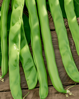 Sementes de feijão-trepadeiro Neckarkönigin Phaseolus vulgaris anual 100g