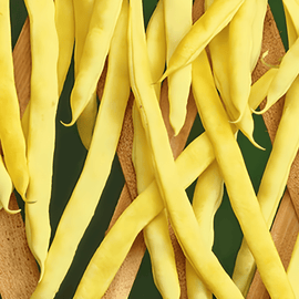Sementes de feijão-verde trepador Neckargold Phaseolus Vulgaris – anual 100g