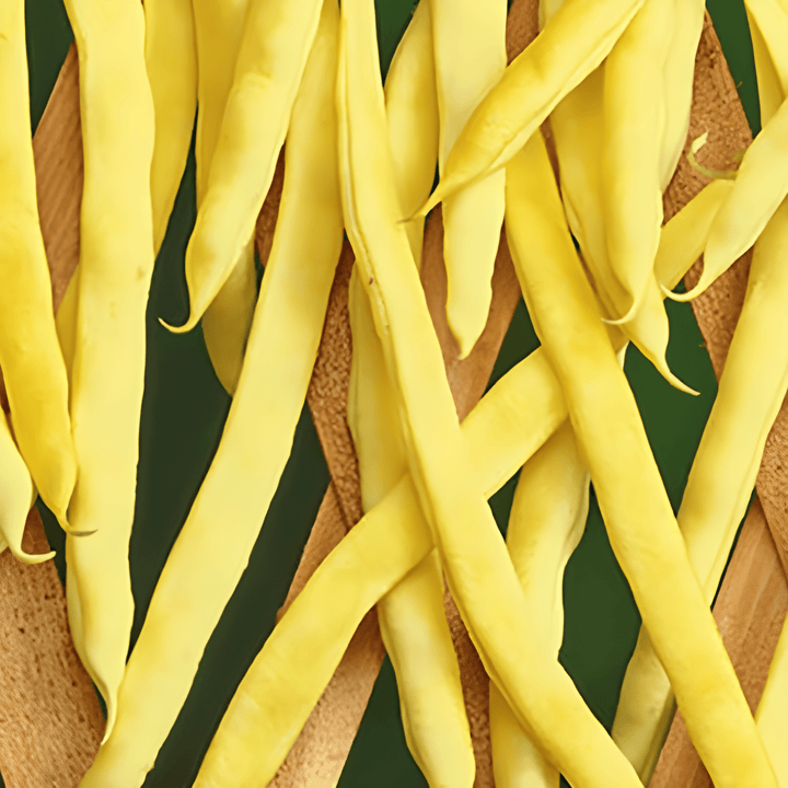 Sementes de feijão-verde trepador Neckargold 100g (Phaseolus vulgaris) – trepadeira anual