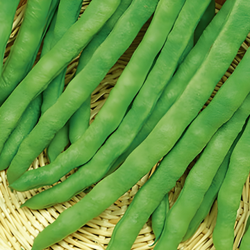 Semillas de judía trepadora Terli 100 g (Phaseolus vulgaris) – vegetal anual