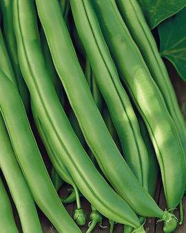 Sementes de Feijão-anão Kylian Phaseolus Vulgaris Anual 50g