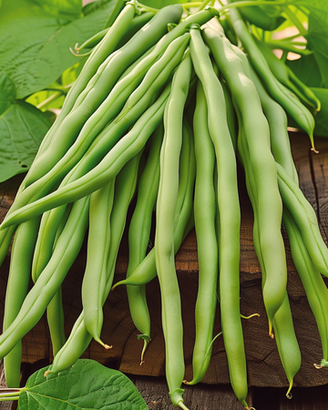 Sementes de feijão-anão Delinel (Phaseolus vulgaris) – hortaliça anual