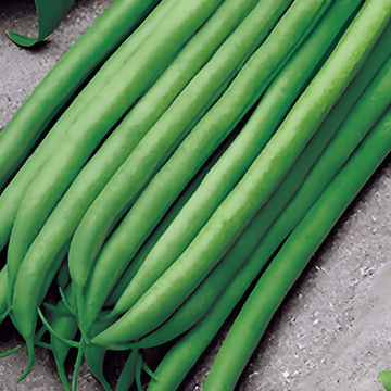 Sementes de feijão-anão Argus 50g (Phaseolus vulgaris) – legume anual