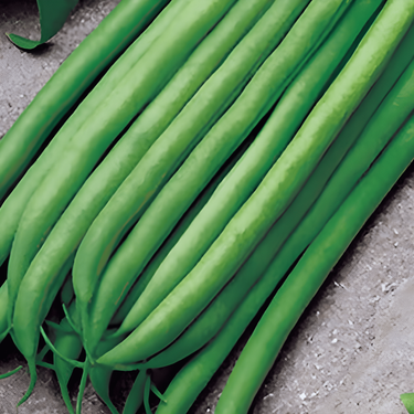 Semillas de judía enana Argus 50g (Phaseolus vulgaris) – hortaliza anual