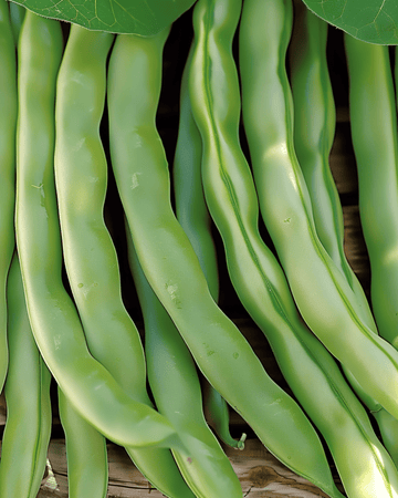 Sementes de Feijão-anão Record 100g (Phaseolus vulgaris) – legume anual