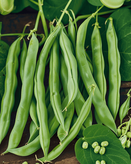 Semillas de judía enana Processor Phaseolus Vulgaris variedad anual 100g