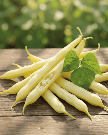 Feijão-anão Gondola 100g (Phaseolus vulgaris) – sementes de legume anual da SeedsChoice