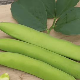 Sementes de Fava Threefold White Vicia Faba Variedade Anual 100g