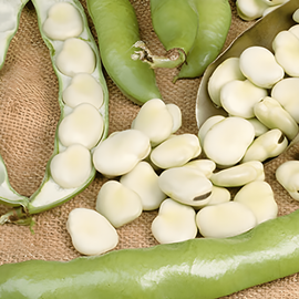 Sementes de fava Leidse Hangers Vicia faba anual