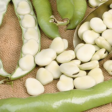 Semillas de haba Leidse Hangers (Vicia faba) – hortaliza anual
