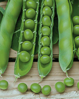 Ervilhas Vidor Sementes Pisum Sativum Variedade Anual 100g