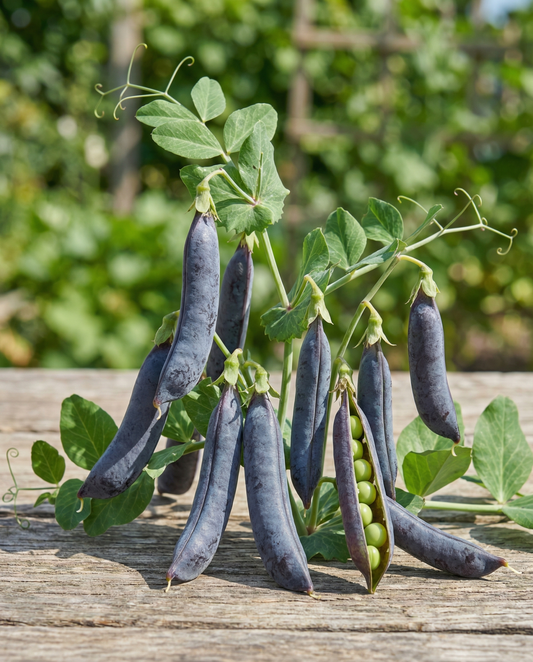 Ervilhas Ezethas Krombek Blauwschok (Pisum sativum) – sementes de hortaliça anual da SeedsChoice