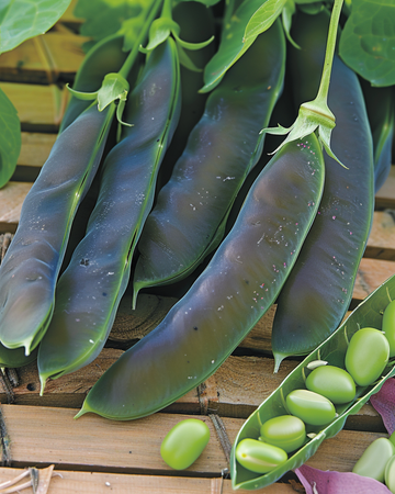 Sementes de ervilha Désirée 100g (Pisum sativum) – hortaliça anual