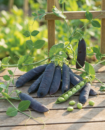 Ervilhas Désirée 100g (Pisum sativum) – sementes de hortaliça anual da SeedsChoice