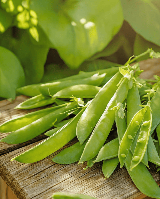 Sementes de Ervilha-torta Norli (Pisum sativum) – vegetal anual da SeedsChoice