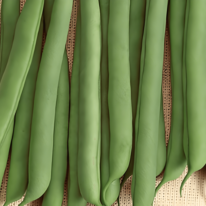 Semillas de judía enana Prelude (Phaseolus vulgaris) – verdura anual