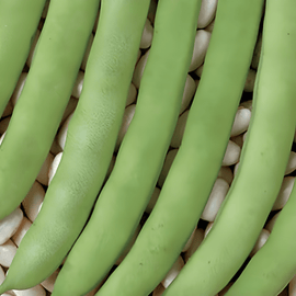 Dwarf Bean Seeds Record Phaseolus Vulgaris Annual Variety Green Pods