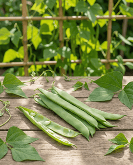 Sementes de feijão-verde trepador Helda Phaseolus Vulgaris – anual