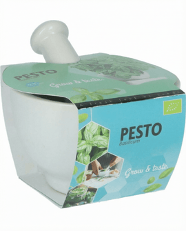 Sementes de manjericão biológico Ocimum basilicum conjunto erva e almofariz