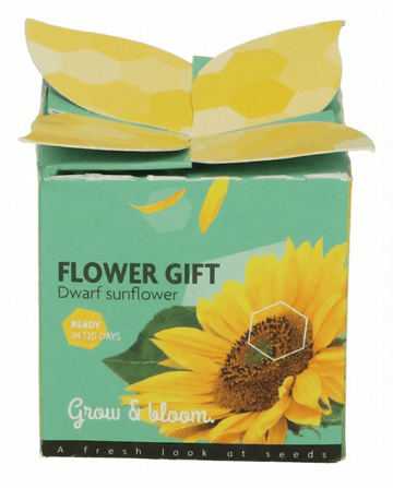 Oferta de girassol anão (Helianthus annuus) – kit de cultivo de sementes anuais da SeedsChoice