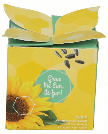 Helianthus annuus – Girassol Anão para Oferta cultivado a partir de semente